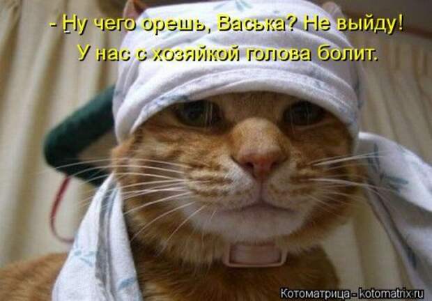 Котоматрица на Бугаге (37 фото)