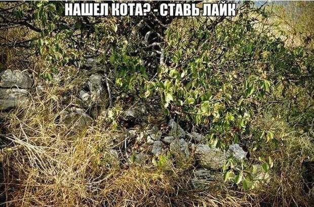 Смешные картинки с подписями Смешные картинки с подписями картинки, юмор