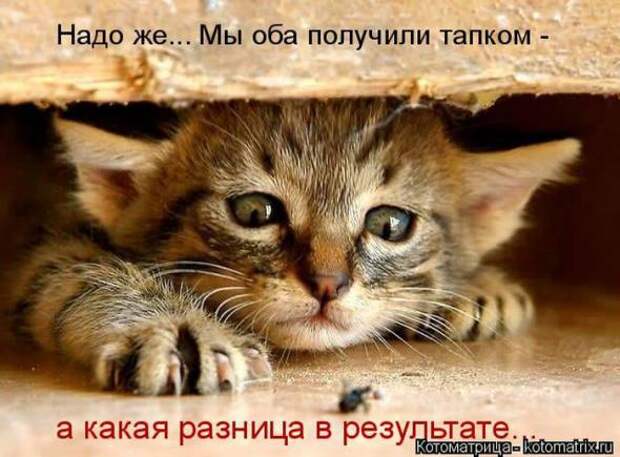Котоматрицы(картинки с надписями)