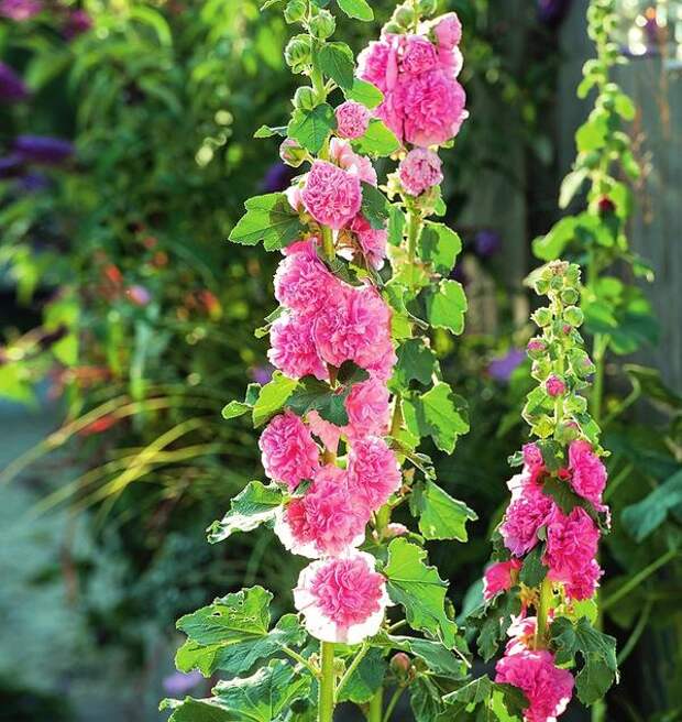 Махровая шток-роза розовая Alcea rosea Pleniflora Chaters