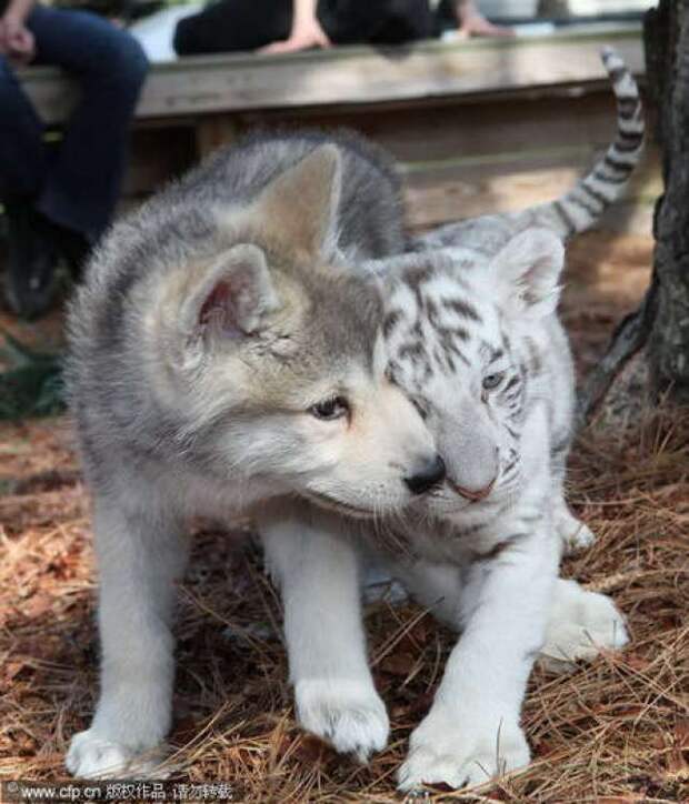 необычная дружба тигренка и волчонка (3)