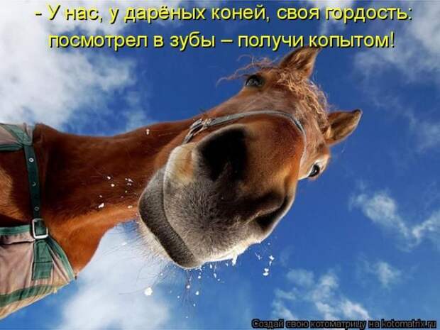 Лучшие котоматрицы недели