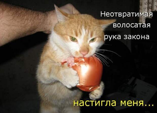 Кото матрица 7