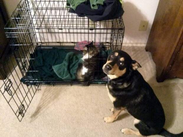 Как выглядит игра в царя горы между собаками и кошками