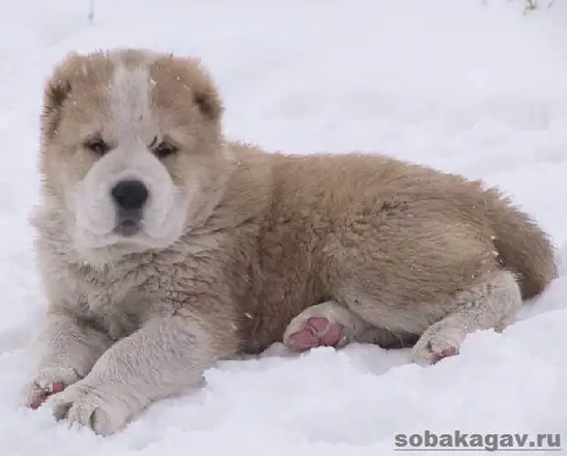Кавказская овчарка собака. Описание, особенности, уход и цена кавказской овчарки