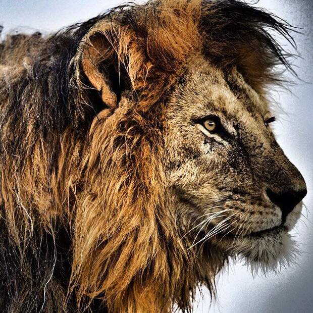 Лучшие фотографии от National Geographic