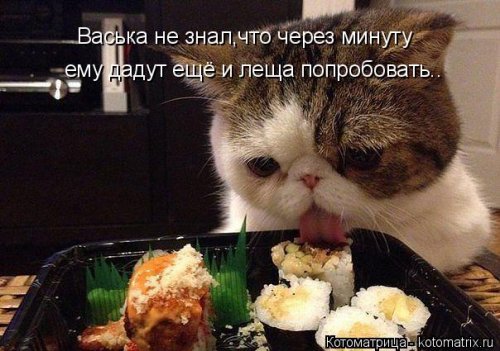 Котоматрица на Бугаге (28 фото)