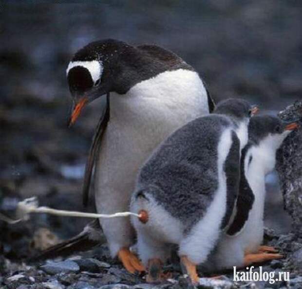 Приколы про пингвинов (30 фото) Приколы про пингвинов (30 фото)