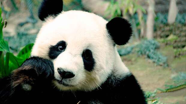 Панда - символ Китая