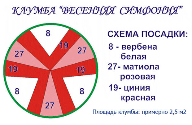 Схема посадки цинии