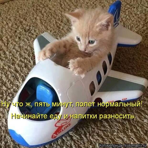 Лучшие котоматрицы недели