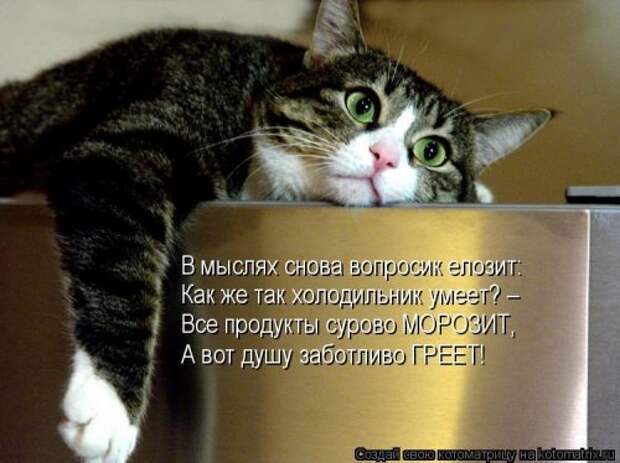 Новая котоматрица на Бугаге (33 фото)