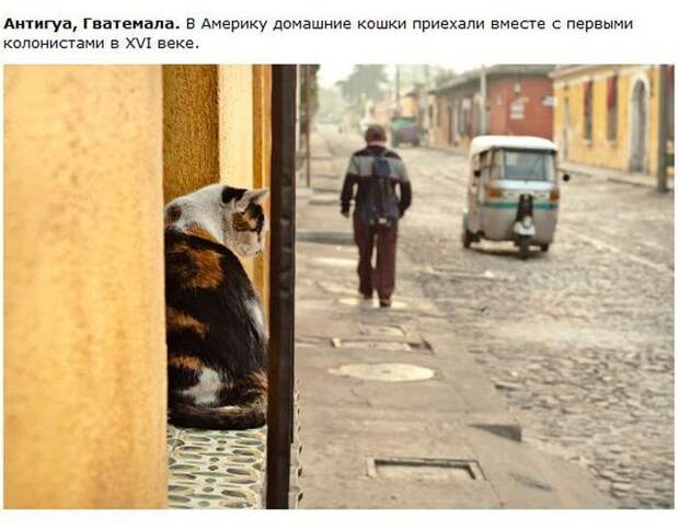 Города котиков (28 фото)