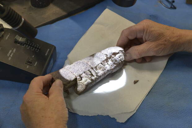 A Triassic fossil from land removed from Bears Ears National Monument.