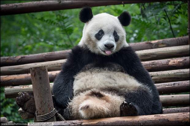 panda06 panda06 Про сытое царство лени