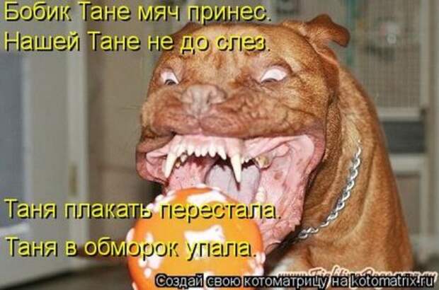 Котоматрица, прикольные коты с надписями.