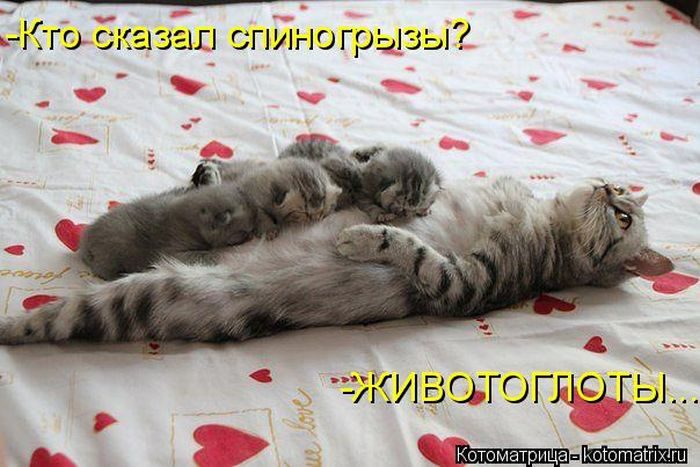 Лучшие котоматрицы недели