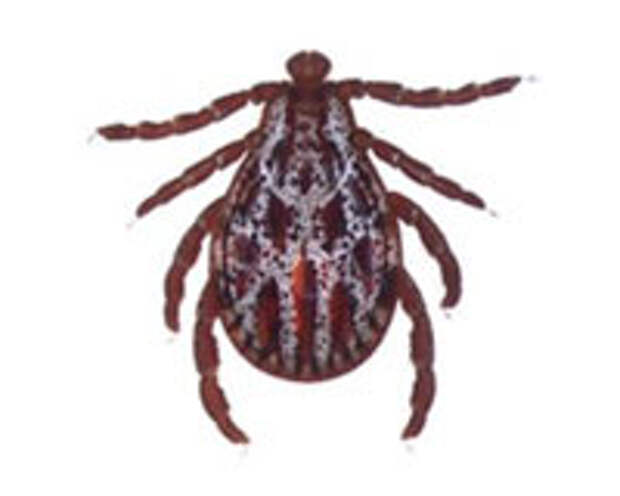 Dermacentor reticulatus