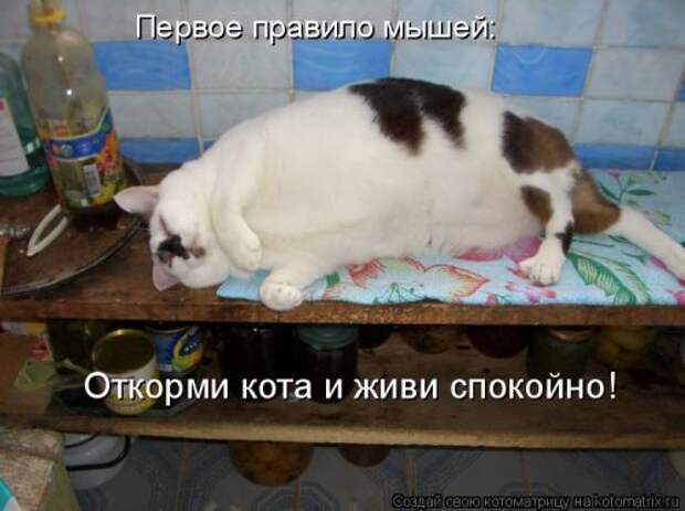 Новая котоматрица (32 фото)