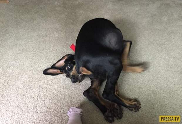 Прикольные фотографии - Субботний выпуск (53 фото)