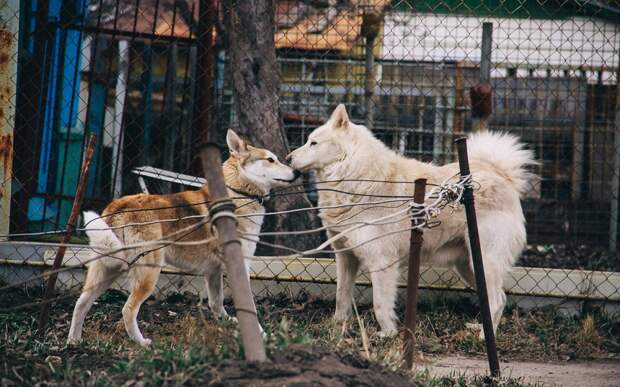 В Ухоловском районе ввели карантин по бешенству