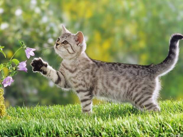 Картинки и обои Котенок на прогулке - животные, кошки, котёнок, природа, зелень, цветы скачать - screenbest.ru