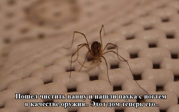 Прикольные картинки (92 фото)