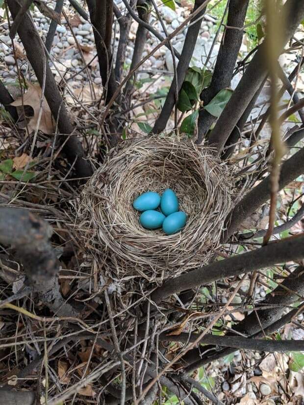 7. «Малиновка отложила яйца рядом с моей верандой» в мире, подборка, природа, удивительно, фото