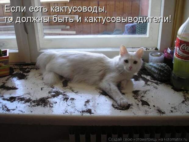 Лучшие котоматрицы за неделю