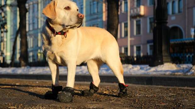 В Петербурге могут ввести новые правила выгула собак
