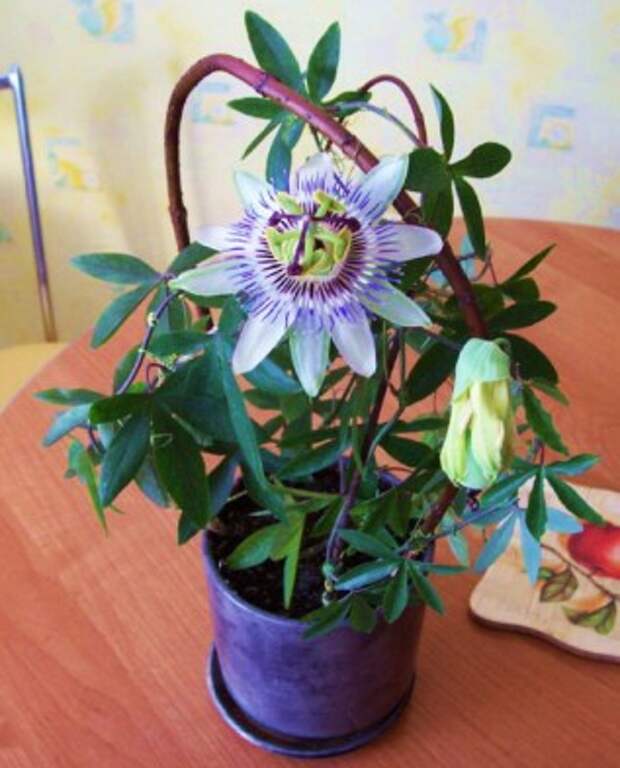 пассифлора в горшке