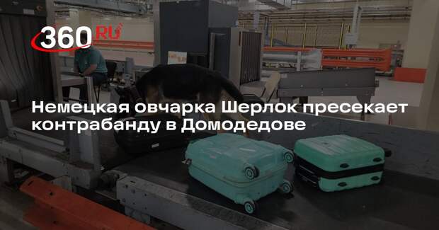 Немецкая овчарка Шерлок пресекает контрабанду в Домодедове