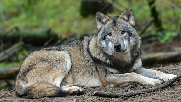 В Новгородской области сообщили о нападении волков на людей и животных
