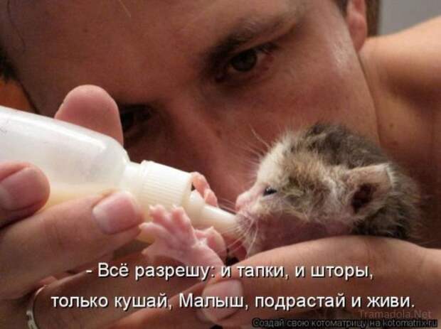Осенняя подборка Котоматриц 2010 - Выпуск 22