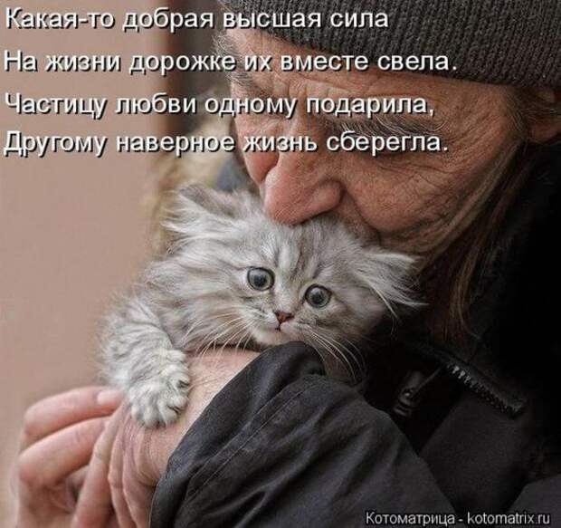 Котоматрицы(картинки с надписями)