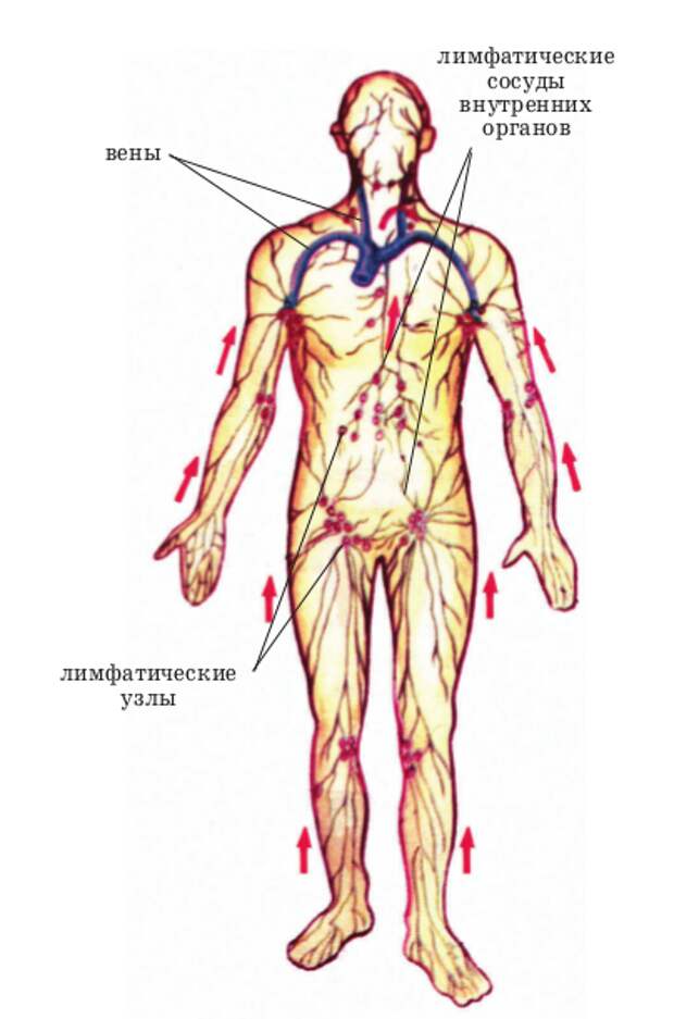 Направление тока лимфы в теле человека схема