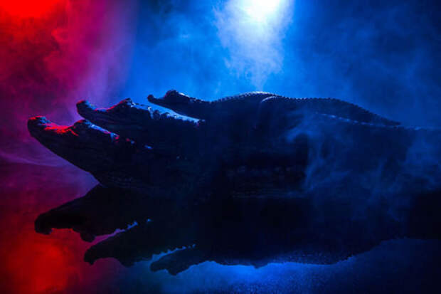 Фантастические фотографии крокодиловых кайманов.