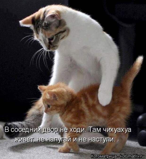 Котоматрица на Бугаге (37 фото)