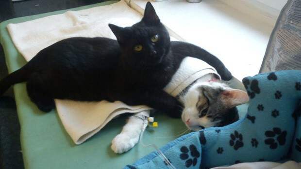 В приюте для животных в Быдгоще появился кот-медбрат доброта, животные