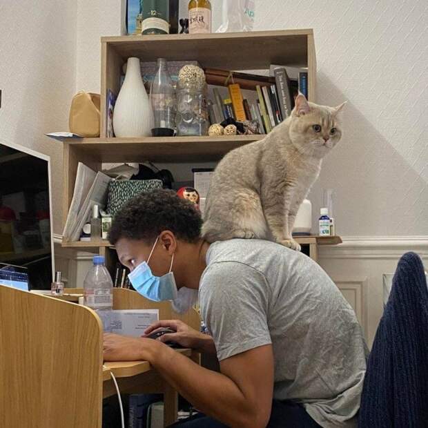 Домашние животные, которые выбрали необычные места для отдыха