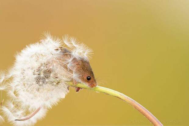 Фото милых мышат животные, красивые, мыши, факты
