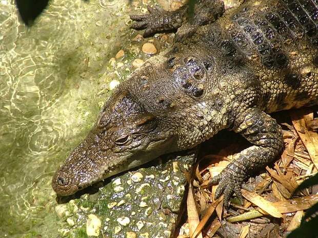 Сиамский крокодил (Crocodylus siamensis). Пресноводный крокодил, уроженец Индонезии и обладатель приза за самую грустную рептильную физиономию, является одним из наименее изученных и наиболее подверженных риску вымирания в своем роде