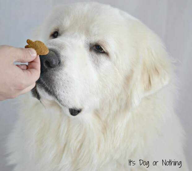 Great Pyrenees Smart n' Tasty