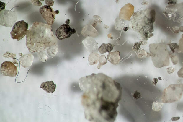 Как выглядит ваша домашняя пыль под микроскопом бактерии, ковер, микроскоп