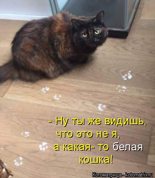 Котоматрица: - Ну ты же видишь, что это не я, белая а какая- то  кошка!