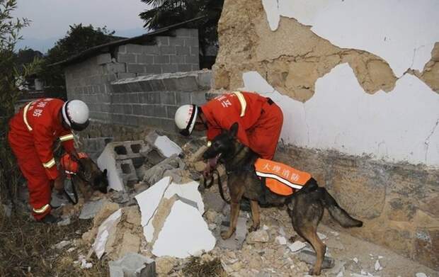 Собаки-спасатели, Китай героизм, животные