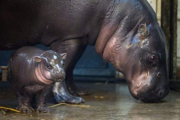 В зоопарке Бристоля показали 3-недельного детеныша карликового бегемота бегемот, детеныш, зоопарк