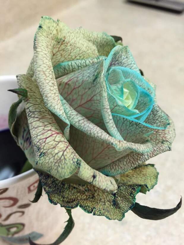 Если в вазу с розой добавить пищевой краситель, то можно получить вот такую красоту природа, удивительное, фото