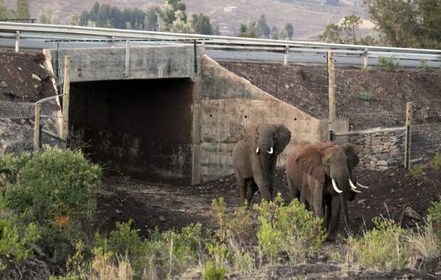14. Подземный переход для слонов, Кения мосты, охрана животных, охрана природы, спасение животных