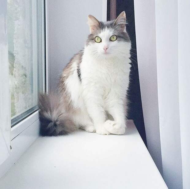 Китя. Китя кошка. Китя Китя. Kitya_kityara.